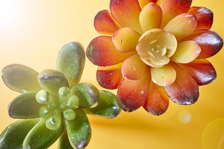 A studio photo of a artificial succulentの写真素材