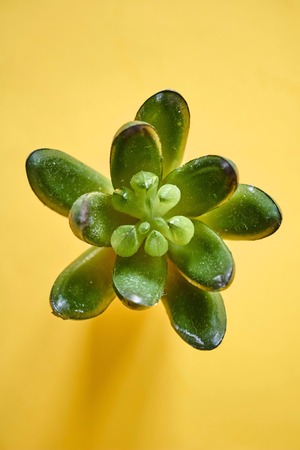 A studio photo of a artificial succulentの写真素材