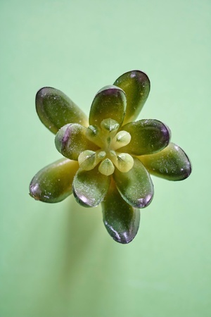 A studio photo of succulent decorative plantsの写真素材