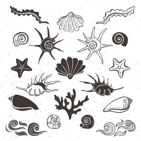 Vintage sea shells, starfish, seaweed, coral and waves. Hand drawn decorative elements on white background.のイラスト素材