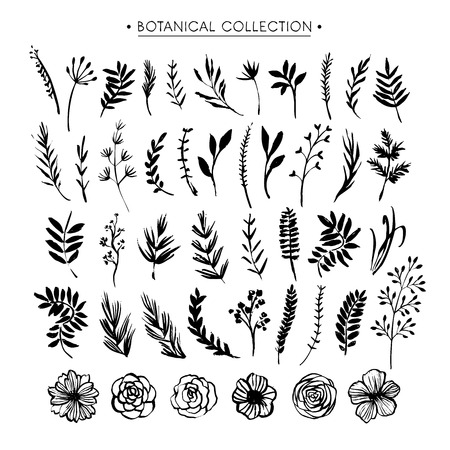 Botanical collection. Flowers, branches, and leaves. Hand drawn design elements. Nature vector illustration.のイラスト素材
