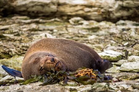 Cute seal relaxing on rocks in new zealand south islandの写真素材