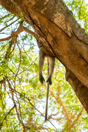 Monkey relaxing on a tree in Kruger National Park South Africaの写真素材