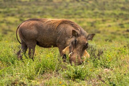 Portrait of warthog captured in Addo Elephant National Park South Africaの写真素材