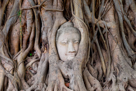 head of buddha in tree rootsの写真素材