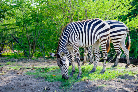 Zebras are grazing grass in open zooの写真素材