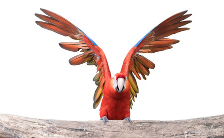 Macaw  parrot or Ara ararauna.の写真素材