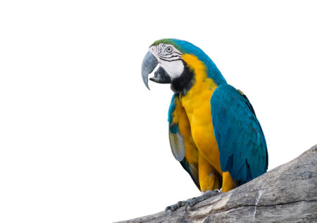 Close up of blue and yellow Macaw  parrot or Ara ararauna is native to Mexico and South America.の写真素材