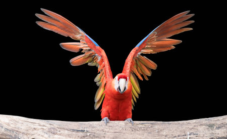Macaw  parrot or Ara ararauna.の写真素材