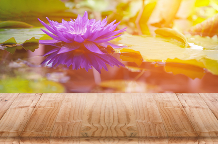 Lotus flower reflection in pondの写真素材