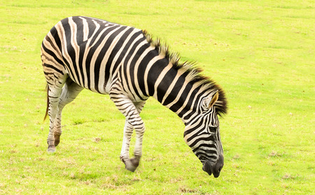 Zebra on grassの写真素材