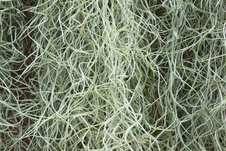 Spanish Moss background  Tillandsia usneoides 