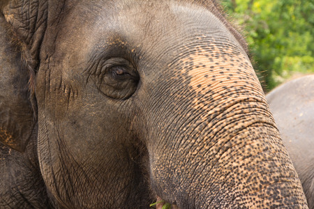 Elephantの写真素材