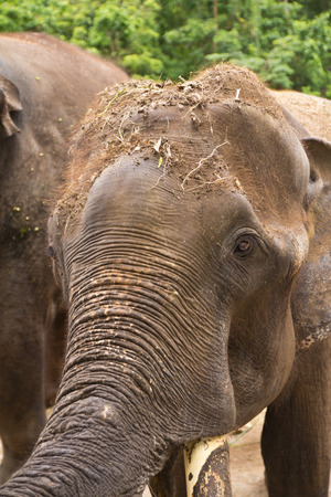 Old elephantの写真素材