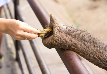 Elephant eating bananaの写真素材