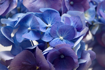Background with blue hydrangeaの写真素材