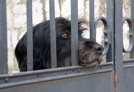 Portrait of lonely black dogの写真素材