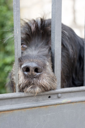 Portrait of lonely black dog