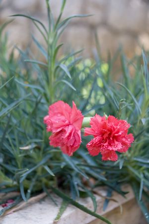 Two small carnations in the gardenの写真素材