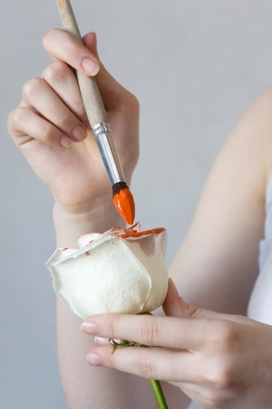 White rose painted in red colourの写真素材