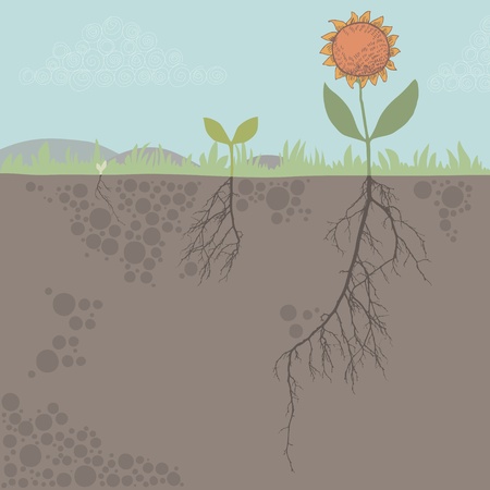 Phase of flower growthのイラスト素材