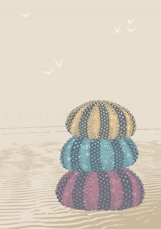 Pile of three sea urchinsのイラスト素材