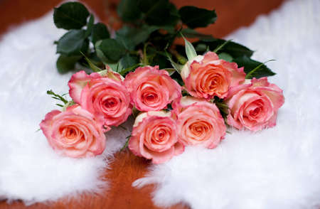 rose, red, angelの写真素材