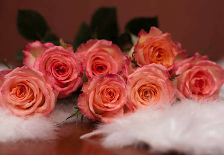 rose, red, angelの写真素材