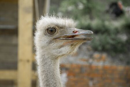 head of ostrichの写真素材