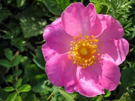 red flower of wild rose with insect