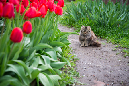 The cat sits in the garden among colorful tulipsの写真素材