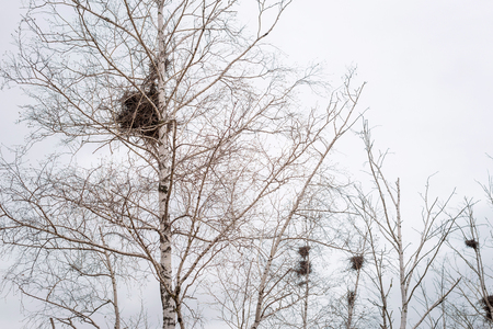 Empty birds nest in branches of birch tree in Marchの写真素材