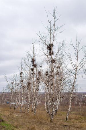 Many empty birds nests in branches of birch tree in Marchの写真素材