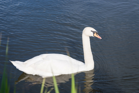 White swan on a pondの写真素材