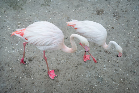 Pink flamingos in the wild. Dating games flamingo.の写真素材