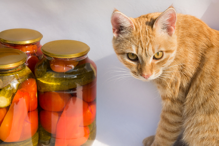Preservation of a bank of tomatoes and cucumbers, the cat is sittingの写真素材