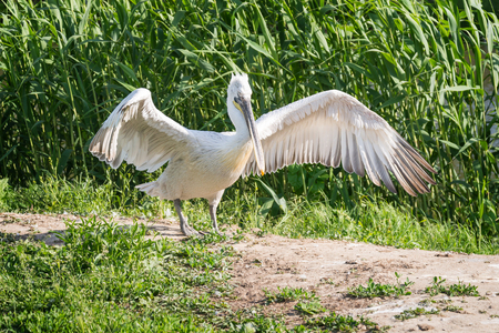 White stork spreads its wingsの写真素材