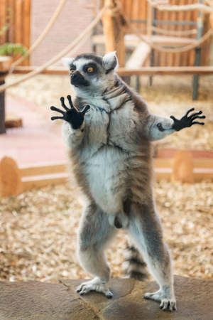 One tailed lemur on stone plateの写真素材