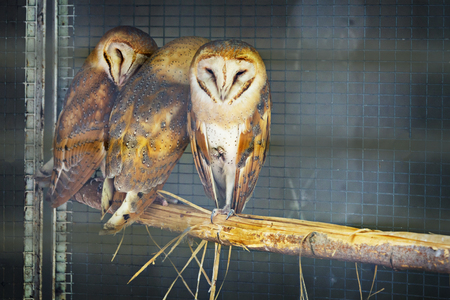 Three melancholy Owls in a rowの写真素材