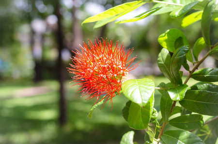 Red flower acacia in the garden