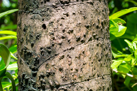 Bark texture, old wooden treeの写真素材
