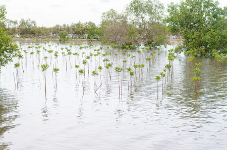 Growing mangrove in Thungprongthong forest, Thailand, Rayong, Prasaeの写真素材