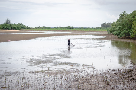 Growing mangrove in Thungprongthong forest, Thailand, Rayong, Prasaeの写真素材
