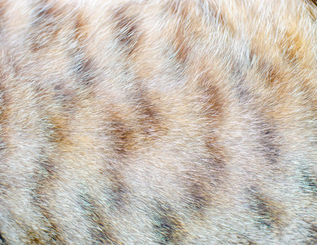 Cat fur closeup photoの写真素材