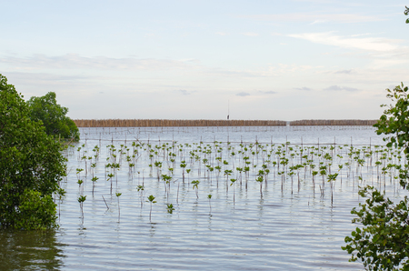 Growing mangrove in Thungprongthong forest, Thailand, Rayong, Prasaeの写真素材