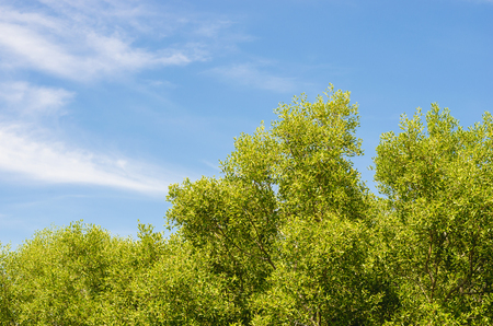 tree and blue sky in the Mangrove forest, Thailand, Rayong, Prasae, Tungprongthongの写真素材