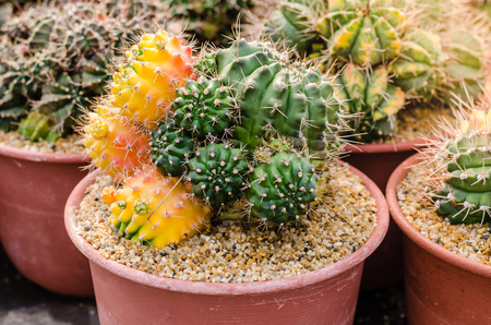 Cactus and succulent in cactus pots in the house plant with sun light flare.の写真素材