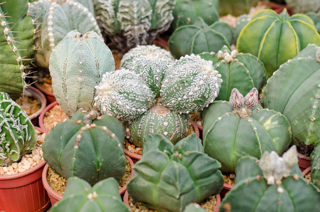 Cactus and succulent in cactus pots in the house plant with sun light flare.の写真素材