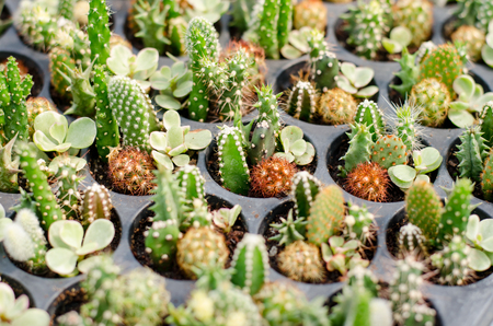 Cactus and succulent in cactus pots in the house plant with sun light flare.の写真素材