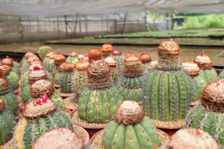 Cactus and succulent in cactus pots in the house plant with sun light flare.の写真素材